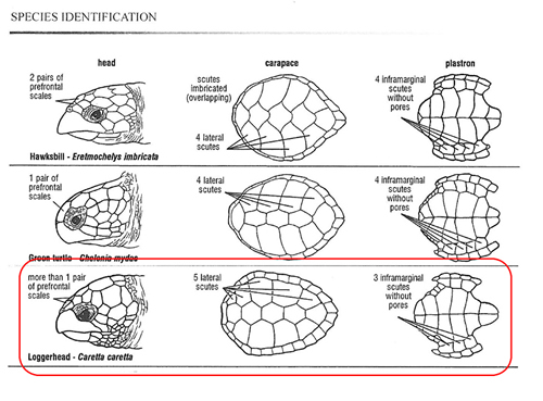 Identification Key loggerhead sea turtle